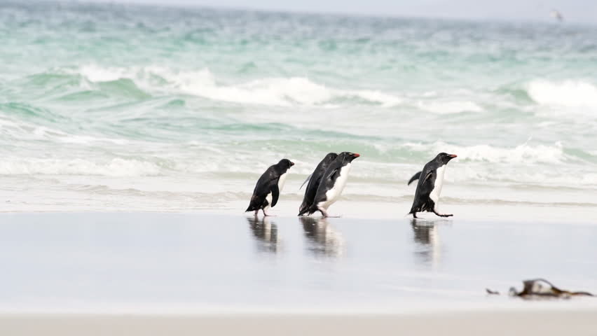 Rockhopper penguin in Falkland Islands Royalty-Free Stock Footage #1112015923