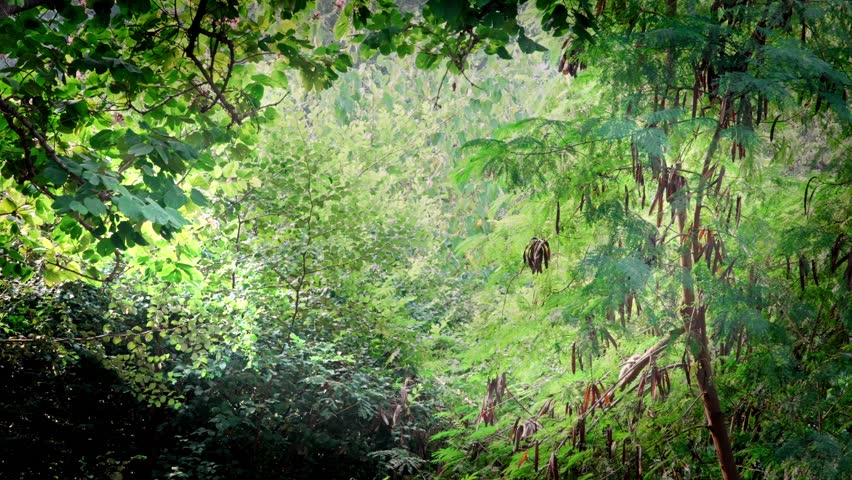 Nature Bcakground SLOG3 Video Landscape Greenery