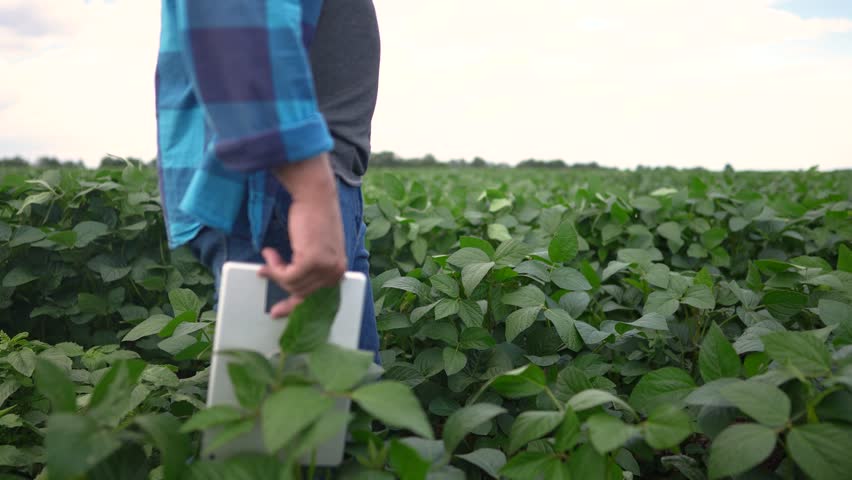 1a farmer walks through a soybean field. agricultural business concept. a farmer walks between the rows of soybeans with a tablet in his hand. an experienced farmer is engaged in a field of lifestyle | Shutterstock HD Video #1112020443