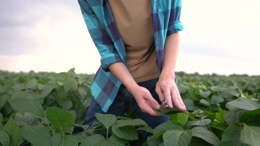 Farmer in a field with soybeans. agriculture business farm concept. young farmer walks through the field looking at soybean sprouts. lifestyle farmer working in field with soybean sprouts | Shutterstock HD Video #1112020453