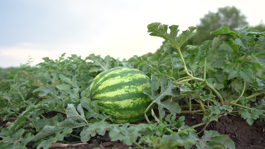 large watermelon field. agricultural business concept. large industrial green watermelon field under the sky. field with large fruits lifestyle of ripe watermelons under the sun's rays Royalty-Free Stock Footage #1112020463
