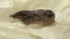 A great slug (lat. Limax maximus) crawls on cabbage leaves. The great slug or the great leopard slug is a terrestrial gastropod mollusk of the order pulmonary snails of the family Limacidae.