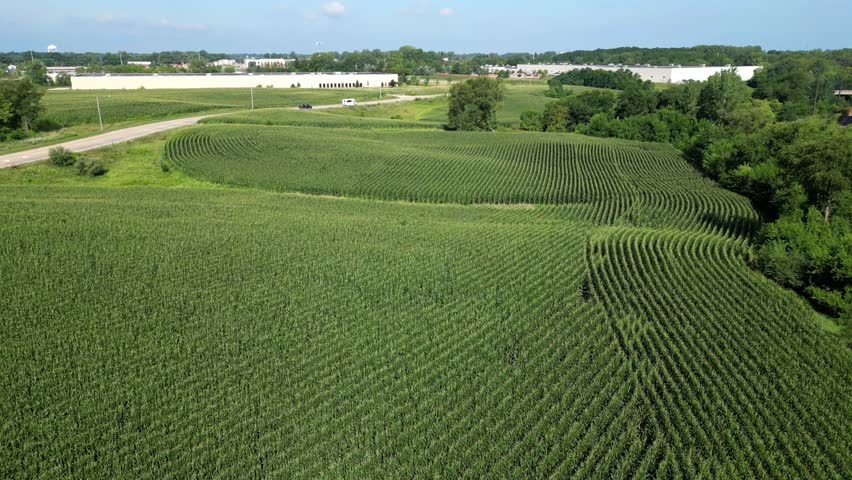 Drone Aerial View of Vibrant Summer Cornfields in Davenport, Iowa