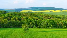 Beautiful leafy deciduous tree in a green meadow in sunny weather with fields in the back. Arial drone shot of pastures and grass in agricultural area (4K). Long shadow of the tree.