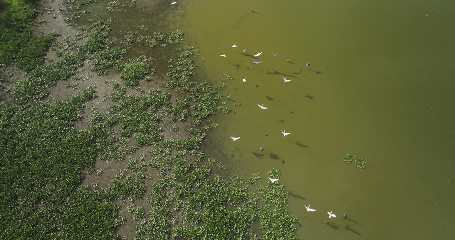 Waterbirds Flying Over Hubler Lake In Vernon County, Missouri, United States. Aerial Drone Shot