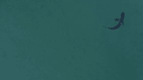 Long Reef's Shadowy Visitors: Aerial Sightings of Bronze Whaler Sharks, Sydney, Australia