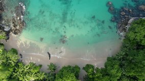 Drone footage of white sandy beach, coconut palm trees, turquoise water, granite stones and man walking on the beach, Mahe Seychelles 30fps.