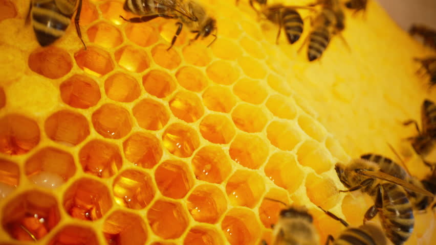 Bees swarming in honeycomb, super macro footage. Insects working beehive, honey | Shutterstock HD Video #1112034847