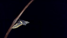 Timelapse Video of a Papilio demoleus (Lime Swallowtail) Butterfly Emerging From Its Chrysalis in the Dark