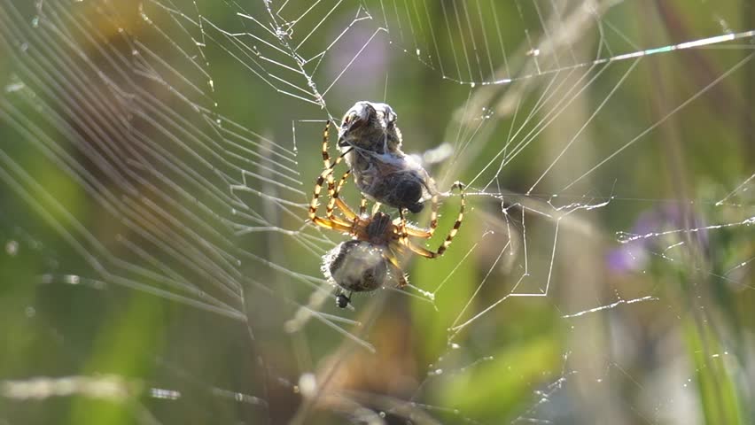Close up shot of wild spider Catching bee in net and turning web around prey