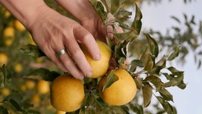 Vertical video of a woman hand picking yellow apples from the branches of an apple tree. The process of picking ripe apples by a woman's hand. Juices and nectars with apple pulp. Baby puree