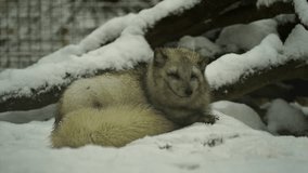 Video of Arctic fox in zoo