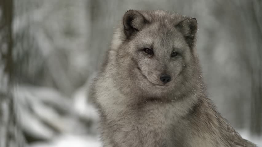 Video of Arctic fox in zoo