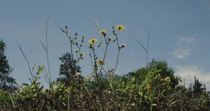 Daisy flower herb stock video