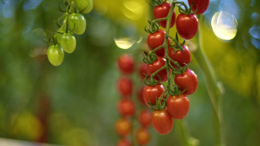 You want to eat these cherry tomatoes right off the branch, bite into one cherry tomato from the garden, bright red cherry tomatoes hanging on a branch in the greenhouse, ripe vegetables on the farm.