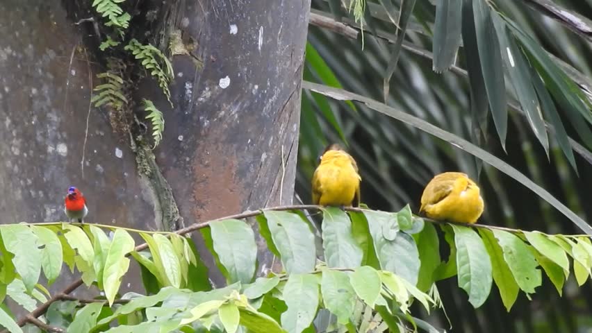 two balck-crested bulbul birds, a yellow bird and javan sunbird are on a green leaf branch