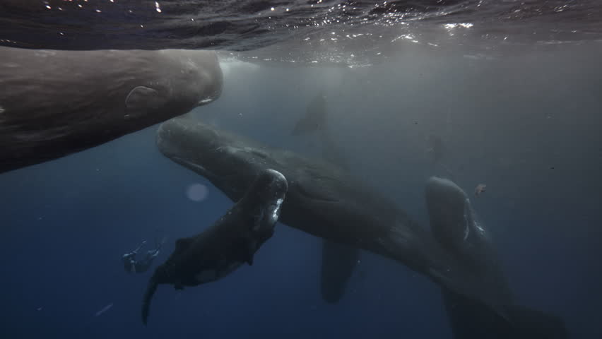 Underwater view of Sperm Whale group socialization. Wildlife marine mammal animals. Many whales play with each other, dancing clicking rubbing. Giant aquatic animals in deep blue water of Indian Ocean Royalty-Free Stock Footage #1112063927