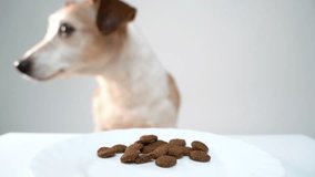Dog eating dry food. Close up of dog face taking pieces, licks with appetite from white plate. Food in focus, dog head out of focus in the background. Hungry Jack Russell terrier. slow motion video 