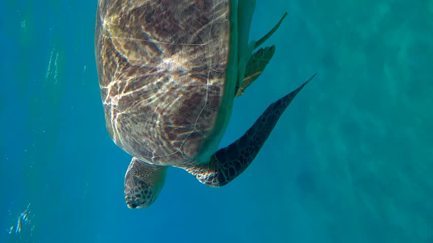 Vertical video, Sea turtle breathes on surface of water, on background is tourists swim towards it and take pictures of it, Slow motion. Snorkelers and Great Green Sea Turtle (Chelonia mydas)