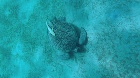 Vertical video, Top view of Sea turtle greedily eats green sea grass with sea bottom on sunny day, Slow motion. Great Green Sea Turtle (Chelonia mydas)