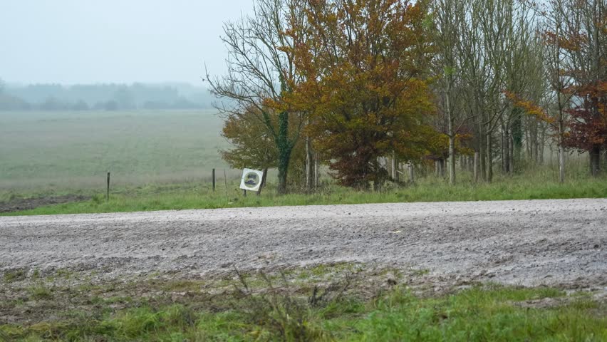 a convoy of British army Warrior FV510 IFV tanks moving out from woodland cover on a military exercise. Wilts UK