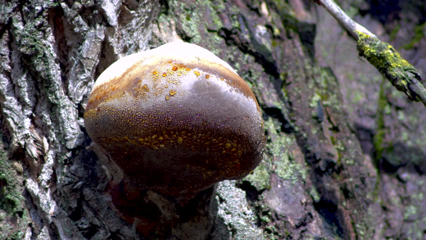 Close-up. A large mushroom growing on a tree. Fungus Fomes fomentarius
