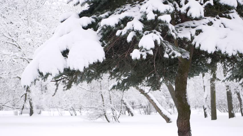 Snowstorm in the forest, winter landscape. Heavy snowfall in the city park. Winter landscape - a snow-covered park with beautiful trees, covered with hoarfrost