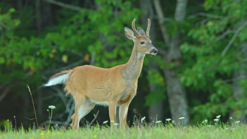 Male deer is stomping and snorting in the meadow during the evening near wilderness forest in Canada. Indigenous wildlife. Deer behaviour associated with alarm or a perceived threat.