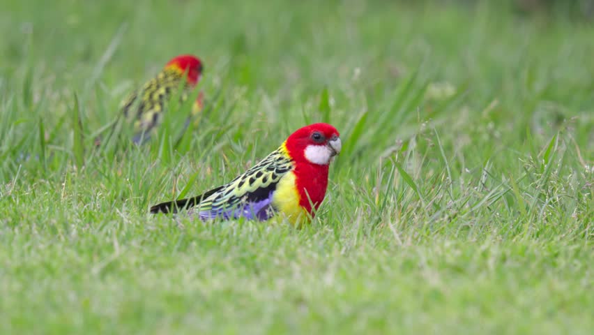 Eastern Rosella parrots feeding on grass seeds in green field