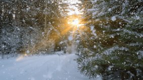beautiful snowfall and winter landscape, the movement of the sun through a tree in winter, a frozen waterfall, 4k, time lapse, cinemagraph, video loop - Powered by Shutterstock - Get 15% off with code: PIKWIZARD15