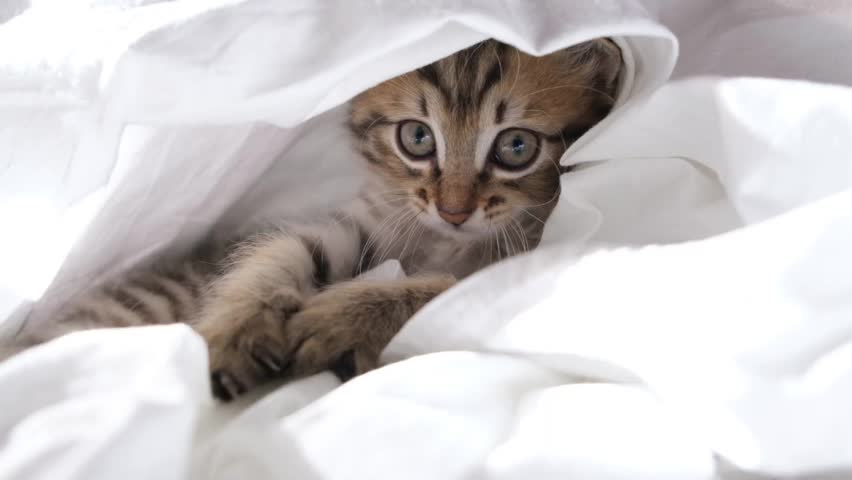 Cute kitten playing on the bed, hiding with white sheet, playful, enjoy. mischief funny domestic cat, pets Royalty-Free Stock Footage #1112082037