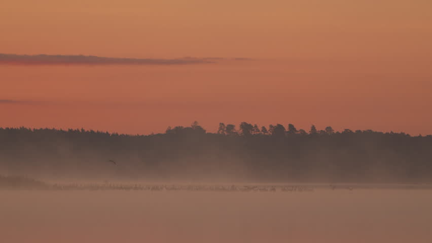 Dawn by a foggy lake with various birds | Shutterstock HD Video #1112082917