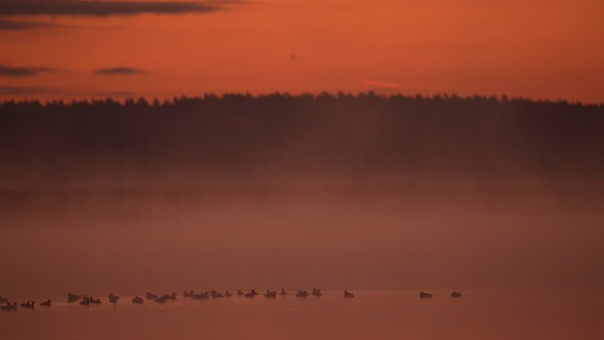 Dawn by a foggy lake with various birds | Shutterstock HD Video #1112082921