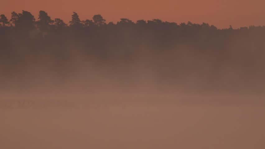 Dawn by a foggy lake with various birds | Shutterstock HD Video #1112082943