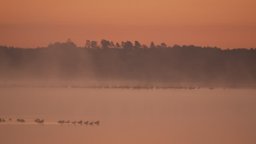 Dawn by a foggy lake with various birds | Shutterstock HD Video #1112082951