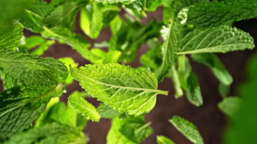 Super Slow Motion of Flying Fresh Mint Leaves, Isolated on Brown Background. Filmed on High Speed Cinema Camera, 1000 fps. Camera Placed on High Speed Cine Bot, Rotating.