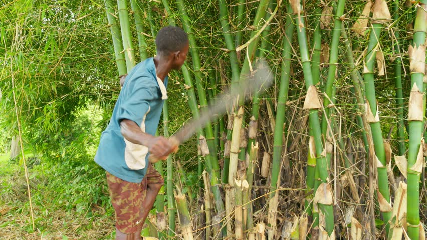 black African male farmer cutting bamboo in the forest of ghana using a sharp machete 