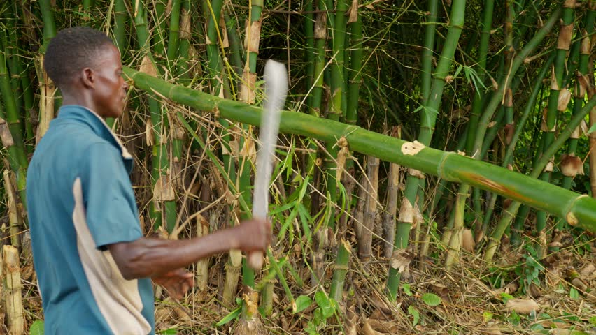black African male farmer cutting a bamboo stick trunk inside the rain forest in africa using a big knife called machete 