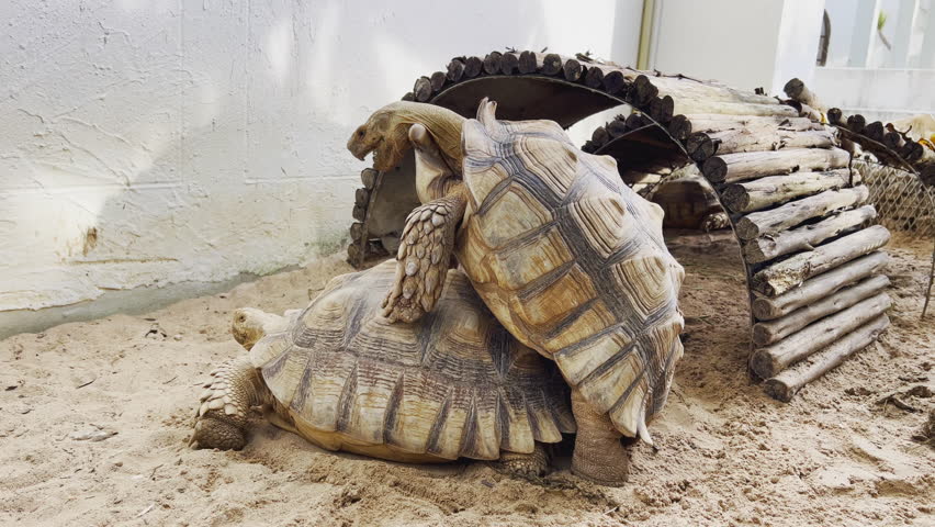 Close up 4K of two African spurred tortoises, sulcata, are breeding during mating season in zoo which is important for conservation and protection of these incredible creature, endangered species.