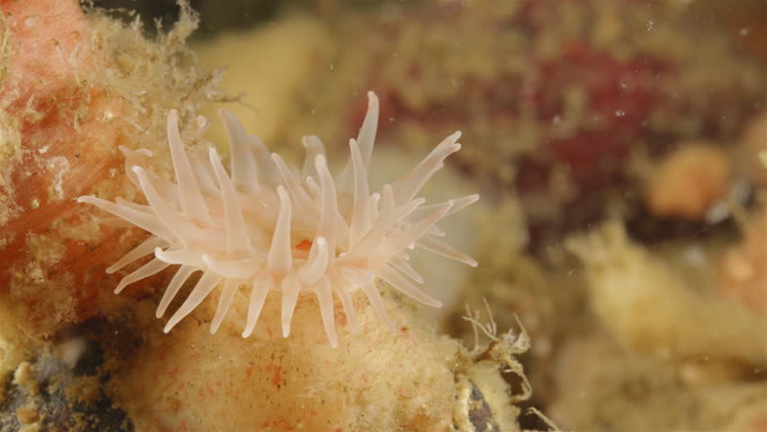 Young sea anemone Stomphia coccinea, order Actiniaria. Predator, catches food with tentacles. White Sea