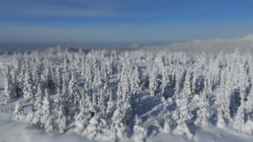 Aerial: Christmas trees covered with snow on the top of a mountain with a tilt-shift effect. Blue sky