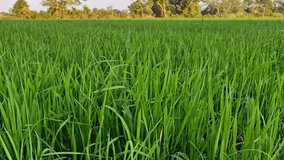 Rice feild farm 4k video