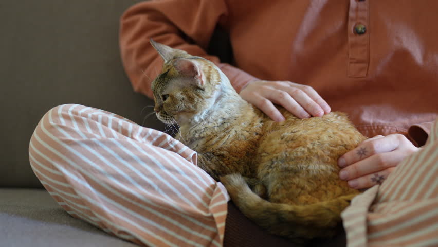Love for cats. Woman stroking relaxed Devon Rex cat on sofa at home closeup. Girl resting sitting cross legged, spending time with cuddly cat pet.  Royalty-Free Stock Footage #1112098629