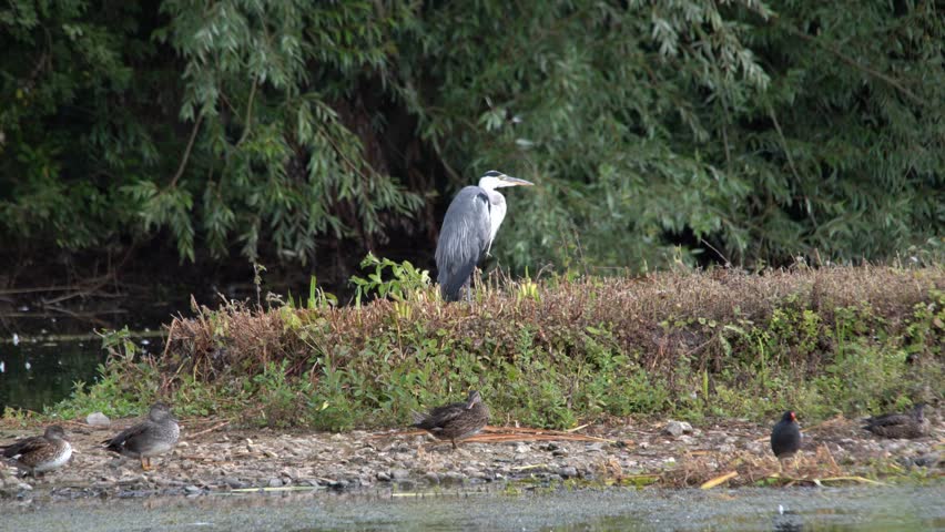 Grey Heron Preening on the edge of a lake, UK