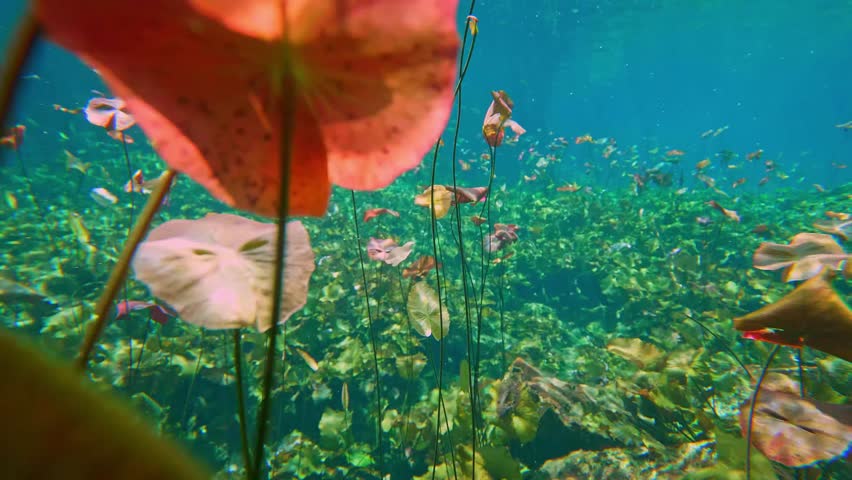 sacred lotus, (Nelumbo nucifera), attractive edible aquatic plant found on sea floor. Royalty-Free Stock Footage #1112101505