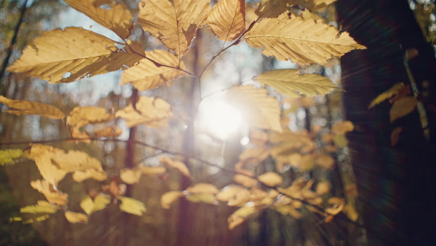 Golden Canopy: A Macro Journey into the Intricate Beauty of Autumn's Foliage. High quality 4k footage Royalty-Free Stock Footage #1112105109