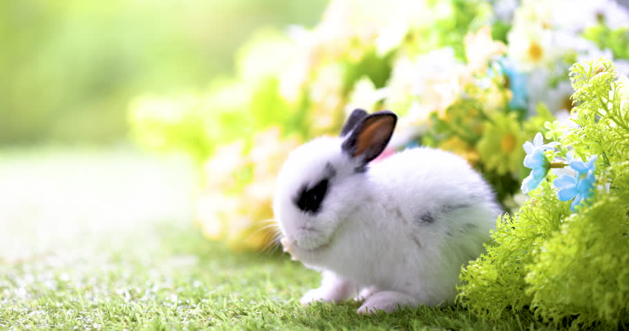 Lovely bunny easter fluffy baby rabbit with a basket full of colorful easter eggs stand up on two legs on nature background. Symbol of easter festival. Happy easter day. Royalty-Free Stock Footage #1112105539