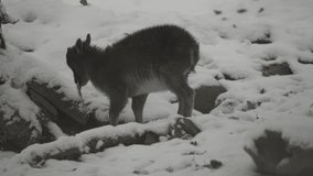 Video of Himalayan Tahr in snow
