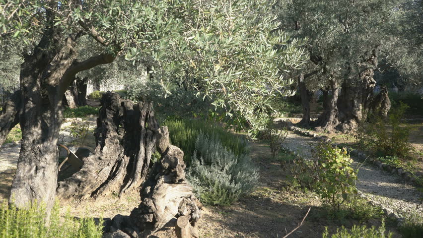 Gethsemane garden, Jerusalem, Israel, Middle east