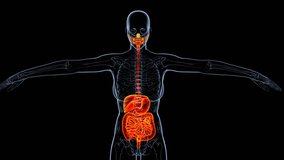 female digestive system anatomy medical 3d animation - Powered by Shutterstock - Get 15% off with code: PIKWIZARD15